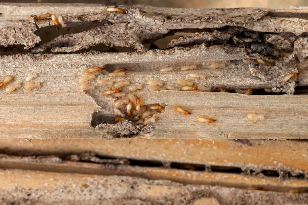 Best Wildlife Control Services  in Wyldwood, TX